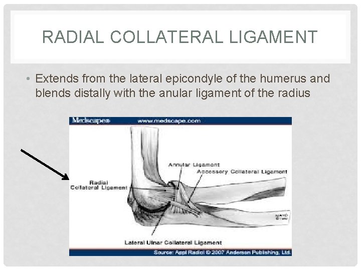 RADIAL COLLATERAL LIGAMENT • Extends from the lateral epicondyle of the humerus and blends