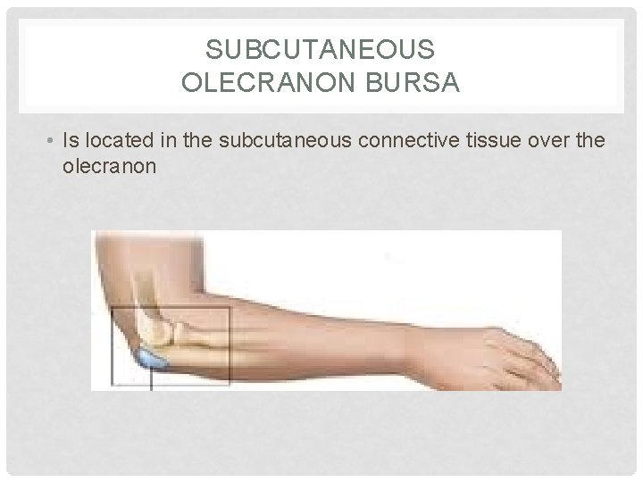 SUBCUTANEOUS OLECRANON BURSA • Is located in the subcutaneous connective tissue over the olecranon