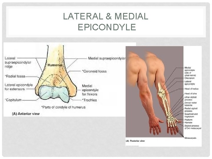 LATERAL & MEDIAL EPICONDYLE 