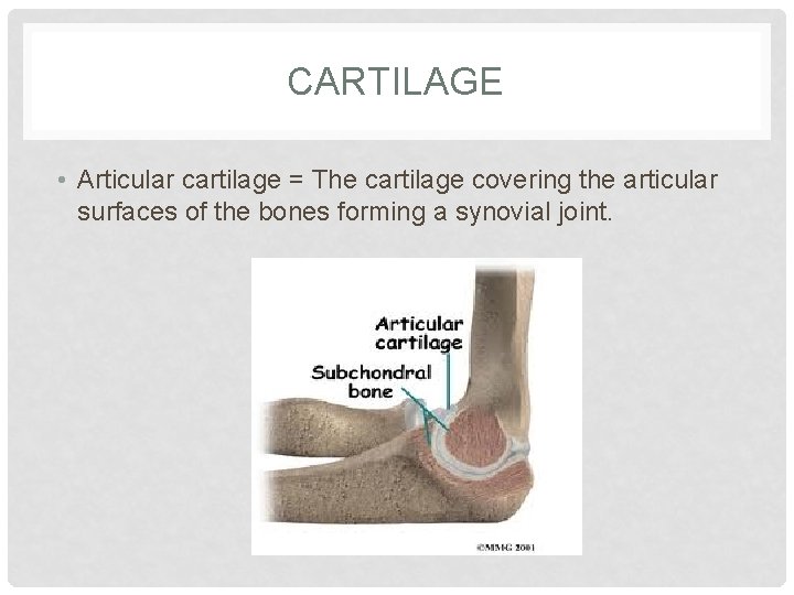 CARTILAGE • Articular cartilage = The cartilage covering the articular surfaces of the bones