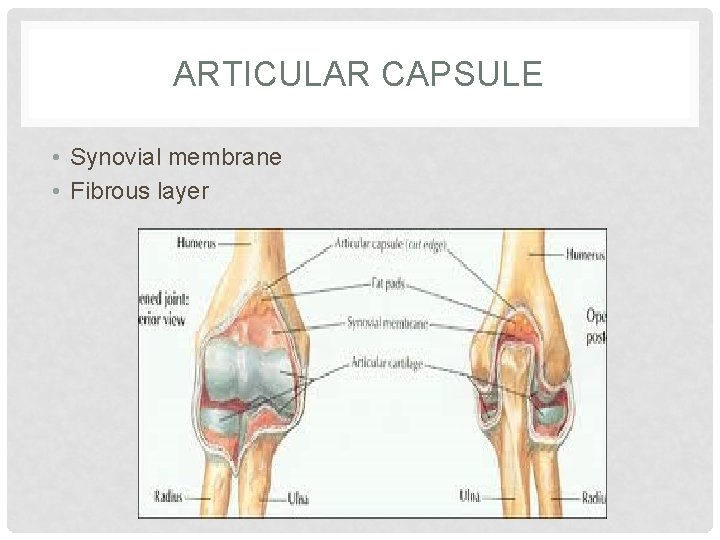 ARTICULAR CAPSULE • Synovial membrane • Fibrous layer 