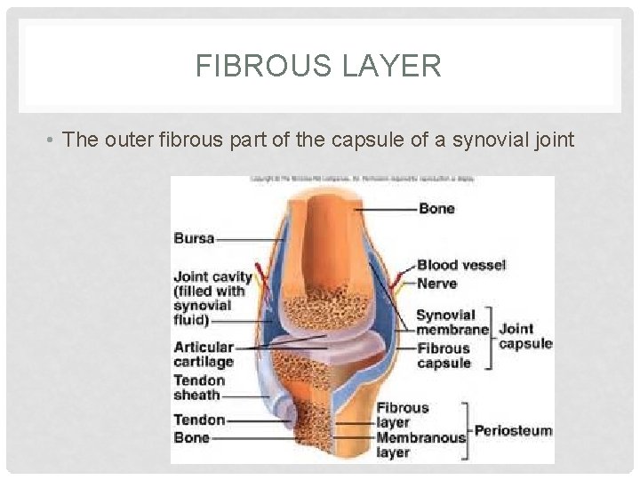 FIBROUS LAYER • The outer fibrous part of the capsule of a synovial joint