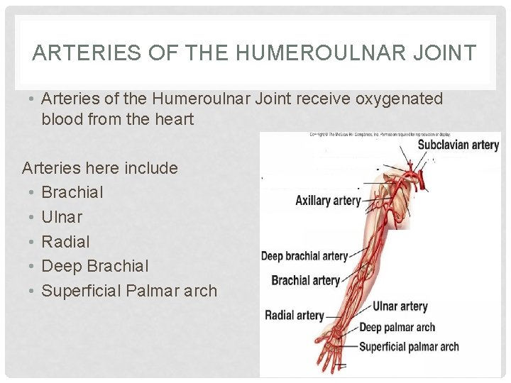 ARTERIES OF THE HUMEROULNAR JOINT • Arteries of the Humeroulnar Joint receive oxygenated blood