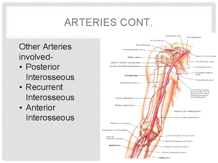ARTERIES CONT. Other Arteries involved • Posterior Interosseous • Recurrent Interosseous • Anterior Interosseous