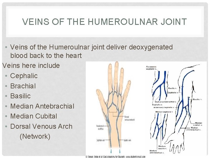 VEINS OF THE HUMEROULNAR JOINT • Veins of the Humeroulnar joint deliver deoxygenated blood