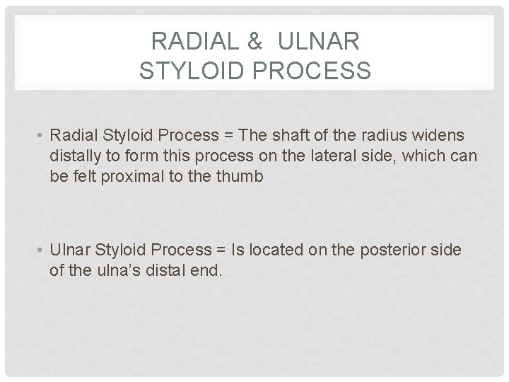 RADIAL & ULNAR STYLOID PROCESS • Radial Styloid Process = The shaft of the