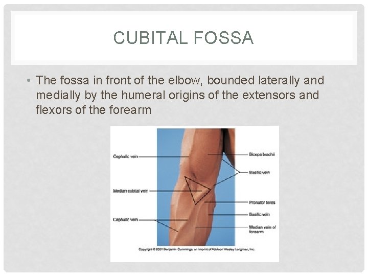 CUBITAL FOSSA • The fossa in front of the elbow, bounded laterally and medially