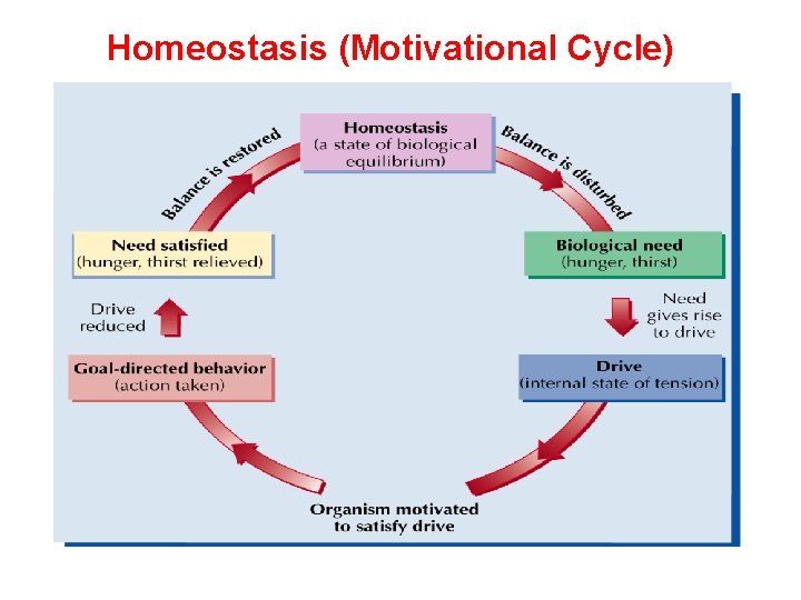 Homeostasis (Motivational Cycle) 