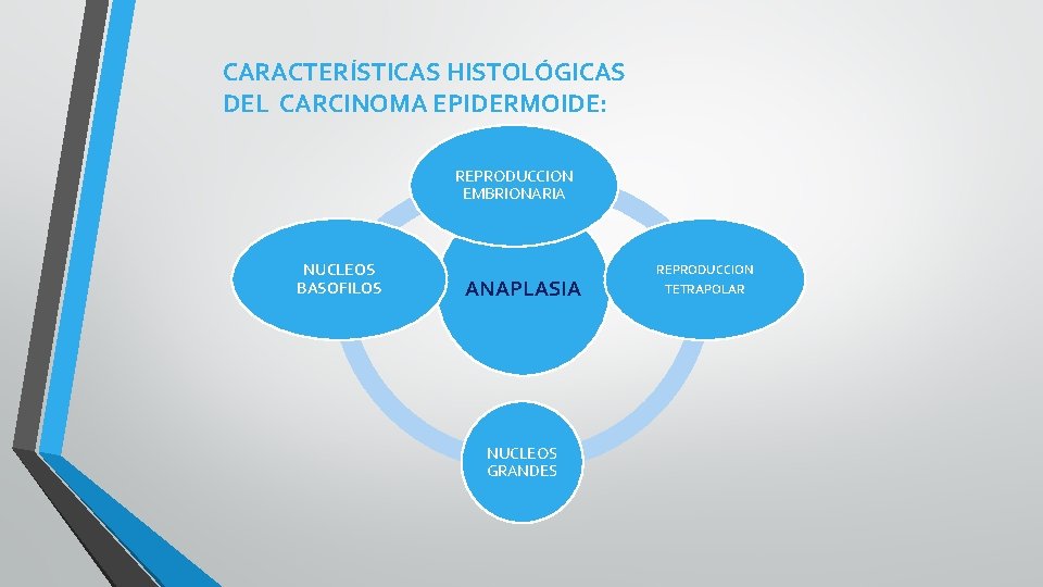 CARACTERÍSTICAS HISTOLÓGICAS DEL CARCINOMA EPIDERMOIDE: REPRODUCCION EMBRIONARIA NUCLEOS BASOFILOS ANAPLASIA NUCLEOS GRANDES REPRODUCCION TETRAPOLAR