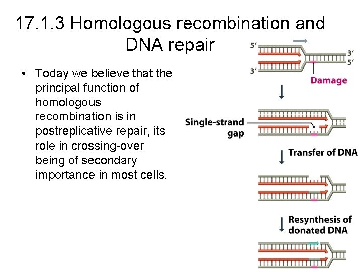 17. 1. 3 Homologous recombination and DNA repair • Today we believe that the