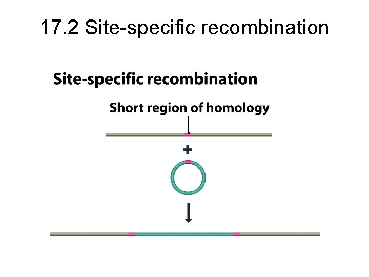 17. 2 Site-specific recombination 