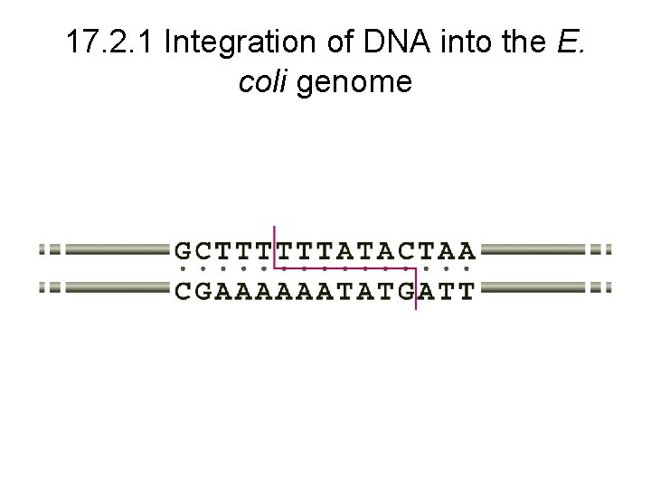 17. 2. 1 Integration of DNA into the E. coli genome 