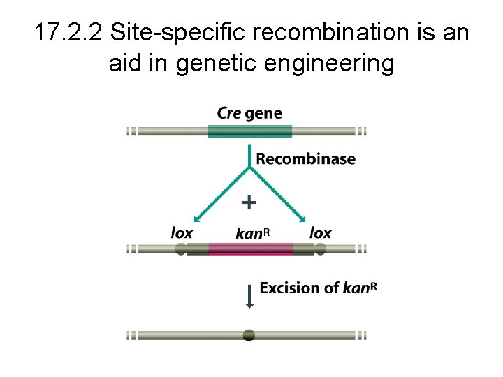 17. 2. 2 Site-specific recombination is an aid in genetic engineering 