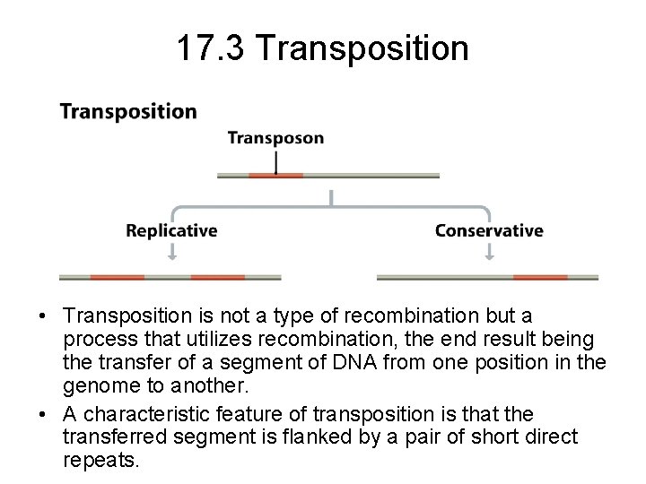 17. 3 Transposition • Transposition is not a type of recombination but a process