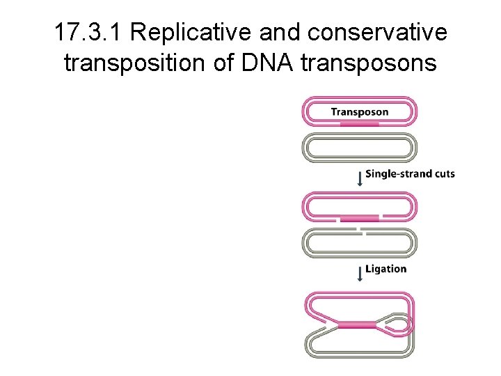 17. 3. 1 Replicative and conservative transposition of DNA transposons 