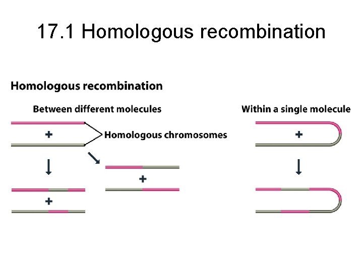 17. 1 Homologous recombination 