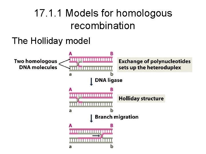 17. 1. 1 Models for homologous recombination The Holliday model 