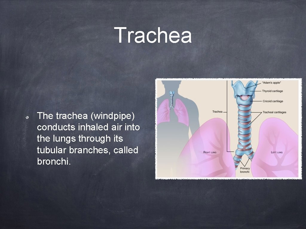 Respiratory and Endocrine System Made By Karissa Garcia