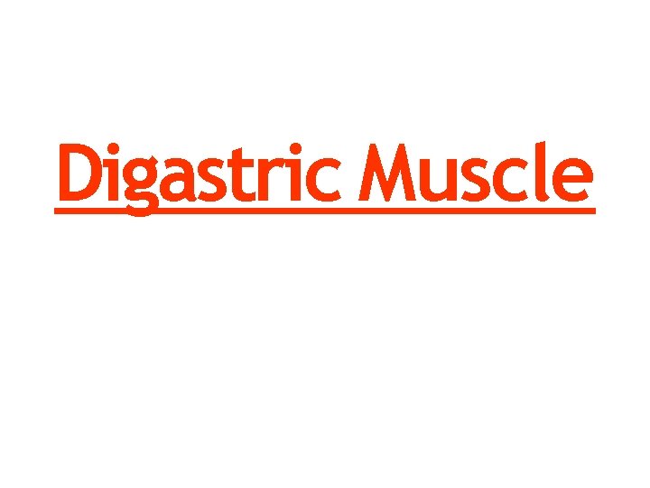 Digastric Muscle 