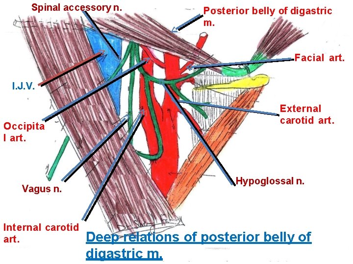 Spinal accessory n. Posterior belly of digastric m. Facial art. I. J. V. Occipita