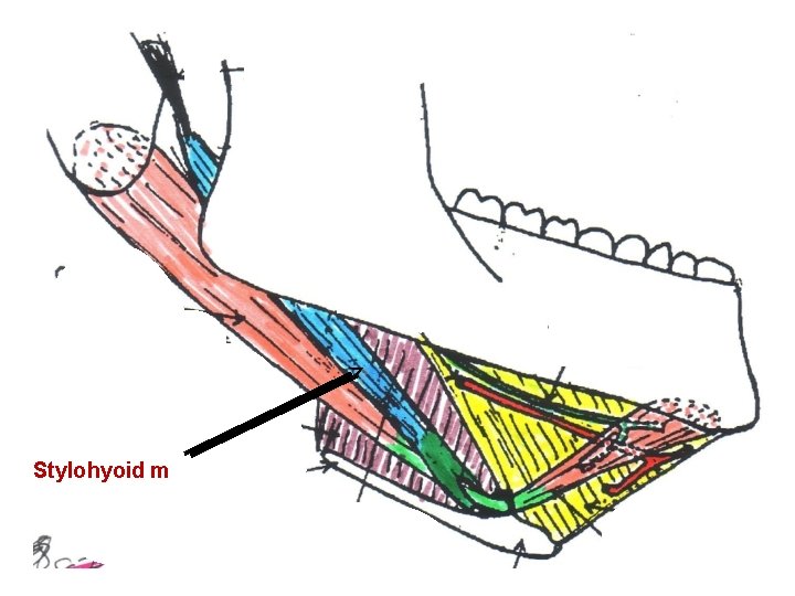 Stylohyoid m 