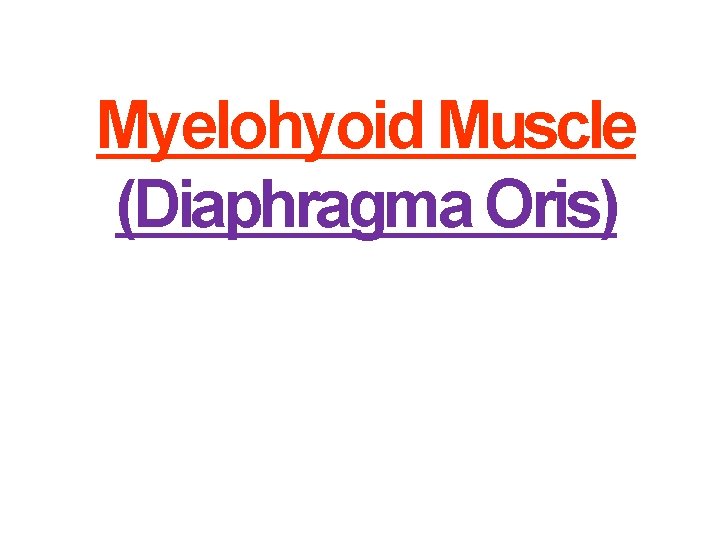 Myelohyoid Muscle (Diaphragma Oris) 
