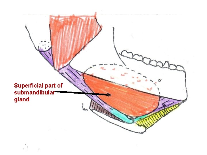 Dr. Superficial part of submandibular gland 