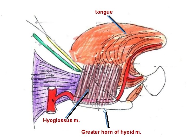 tongue Dr Hyoglossus m. Greater horn of hyoid m. 