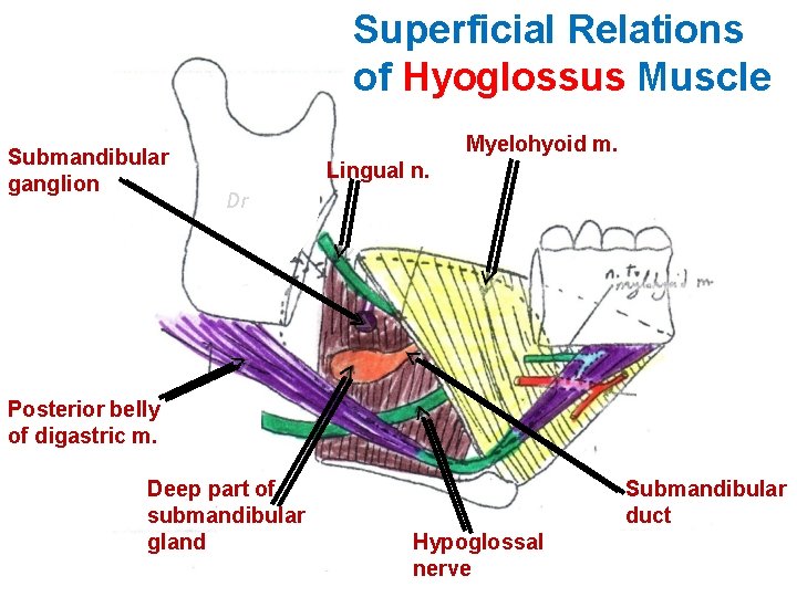 Superficial Relations of Hyoglossus Muscle Submandibular ganglion Myelohyoid m. Lingual n. Dr Posterior belly