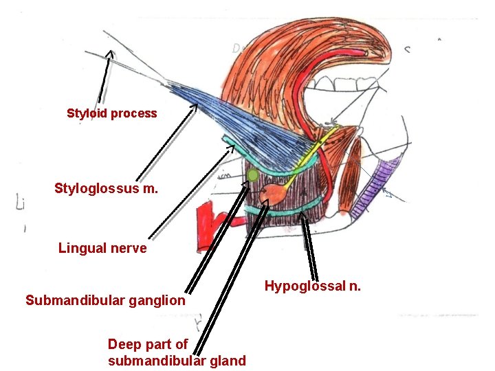 Dr Styloid process Styloglossus m. Lingual nerve Submandibular ganglion Deep part of submandibular gland