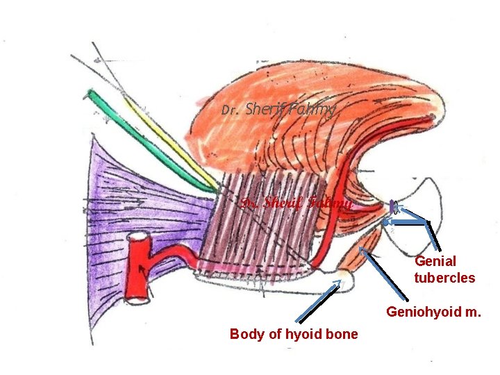 Dr. Sherif Fahmy Genial tubercles Geniohyoid m. Body of hyoid bone 