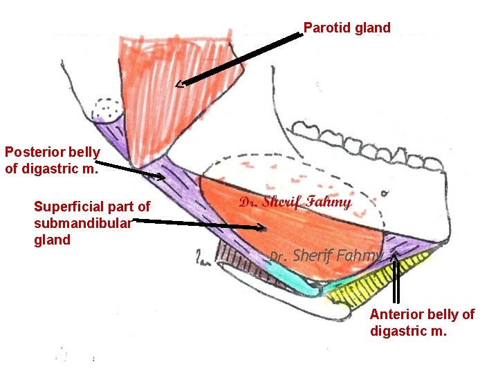Parotid gland Posterior belly of digastric m. Superficial part of submandibular gland Dr. Sherif