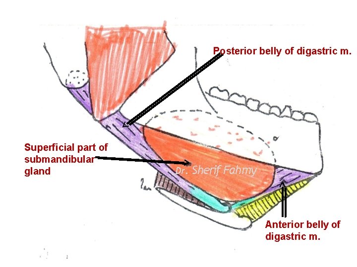 Posterior belly of digastric m. Superficial part of submandibular gland Dr. Sherif Fahmy Anterior