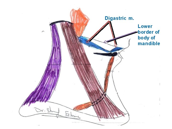 Digastric m. Lower border of body of mandible 