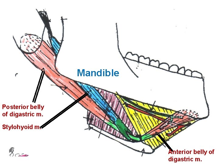 Mandible Posterior belly of digastric m. Stylohyoid m. Anterior belly of digastric m. 