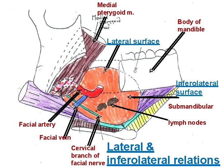 Medial pterygoid m. Body of mandible Lateral surface Inferolateral surface Submandibular lymph nodes Facial