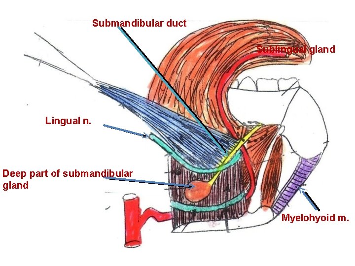 Submandibular duct Sublingual gland Lingual n. Deep part of submandibular gland Myelohyoid m. 