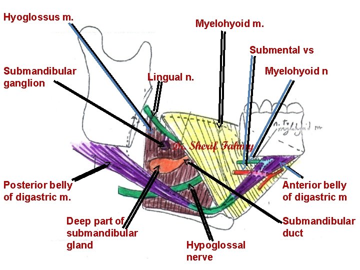 Hyoglossus m. Myelohyoid m. Submental vs Submandibular ganglion Lingual n. Posterior belly of digastric