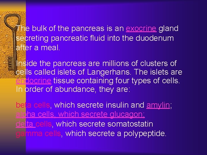 The bulk of the pancreas is an exocrine gland secreting pancreatic fluid into the