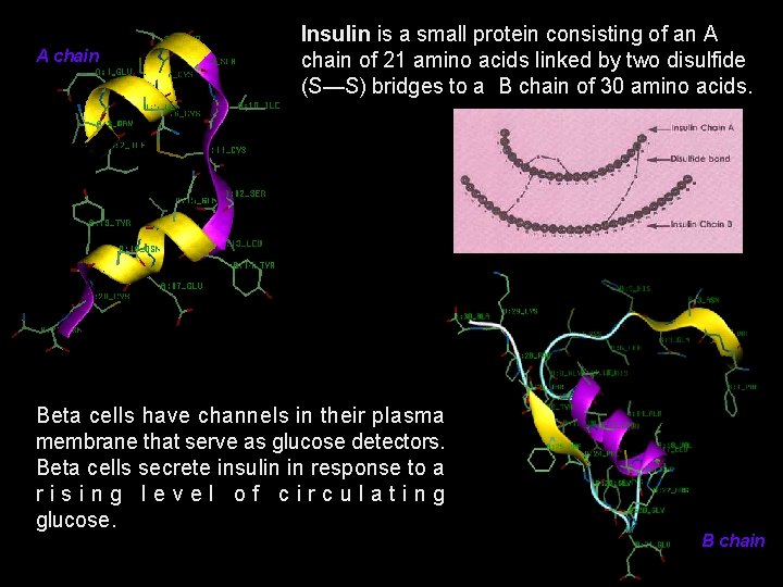 A chain Insulin is a small protein consisting of an A chain of 21