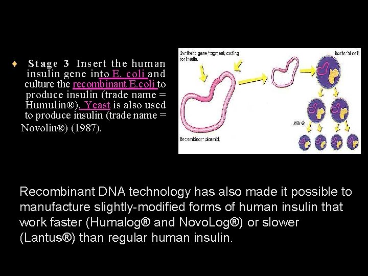 ¨ Stage 3 Insert the human insulin gene into E. coli and culture the