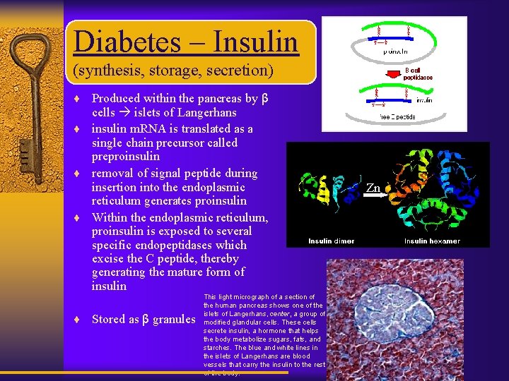 Diabetes – Insulin (synthesis, storage, secretion) ¨ Produced within the pancreas by β cells