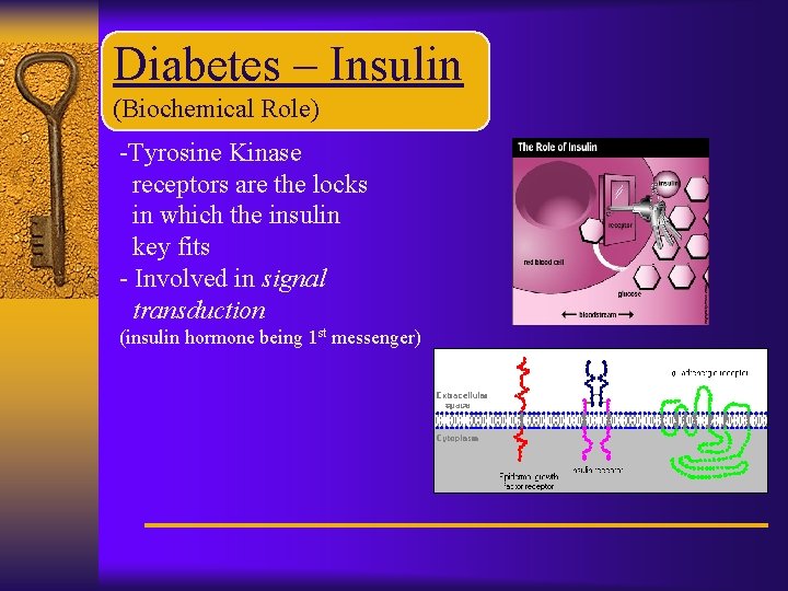 Diabetes – Insulin (Biochemical Role) -Tyrosine Kinase receptors are the locks in which the
