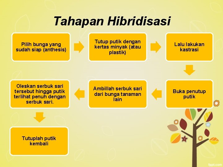 Tahapan Hibridisasi Pilih bunga yang sudah siap (anthesis) Tutup putik dengan kertas minyak (atau