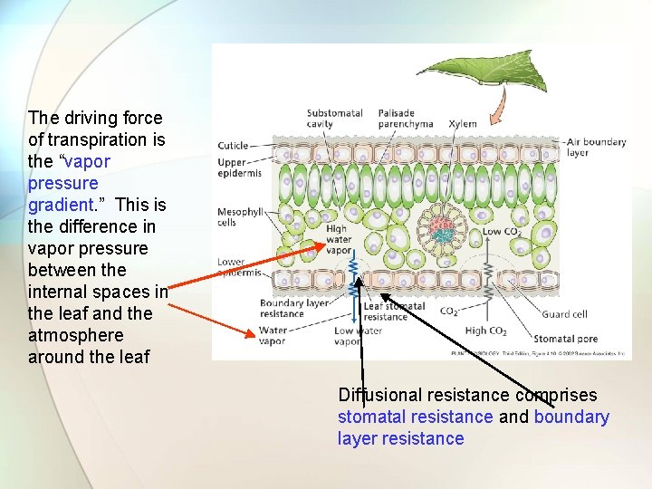 The driving force of transpiration is the “vapor pressure gradient. ” This is the