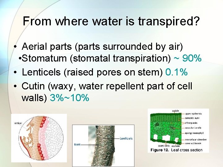 From where water is transpired? • Aerial parts (parts surrounded by air) • Stomatum