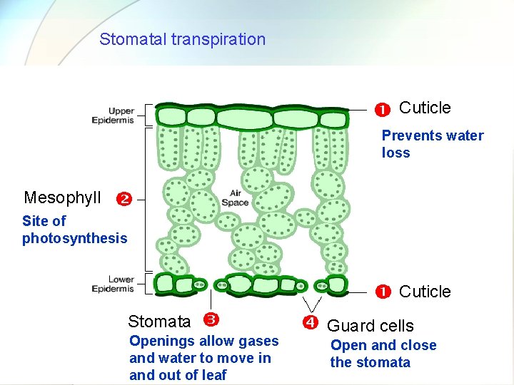 Stomatal transpiration Cuticle Prevents water loss Mesophyll Site of photosynthesis Cuticle Stomata Openings allow