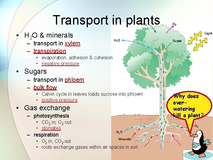 Transport in plants • H 2 O & minerals – transport in xylem –