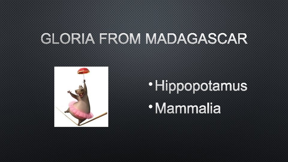 GLORIA FROM MADAGASCAR • HIPPOPOTAMUS • MAMMALIA 