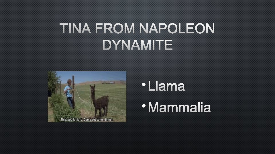 TINA FROM NAPOLEON DYNAMITE • LLAMA • MAMMALIA 